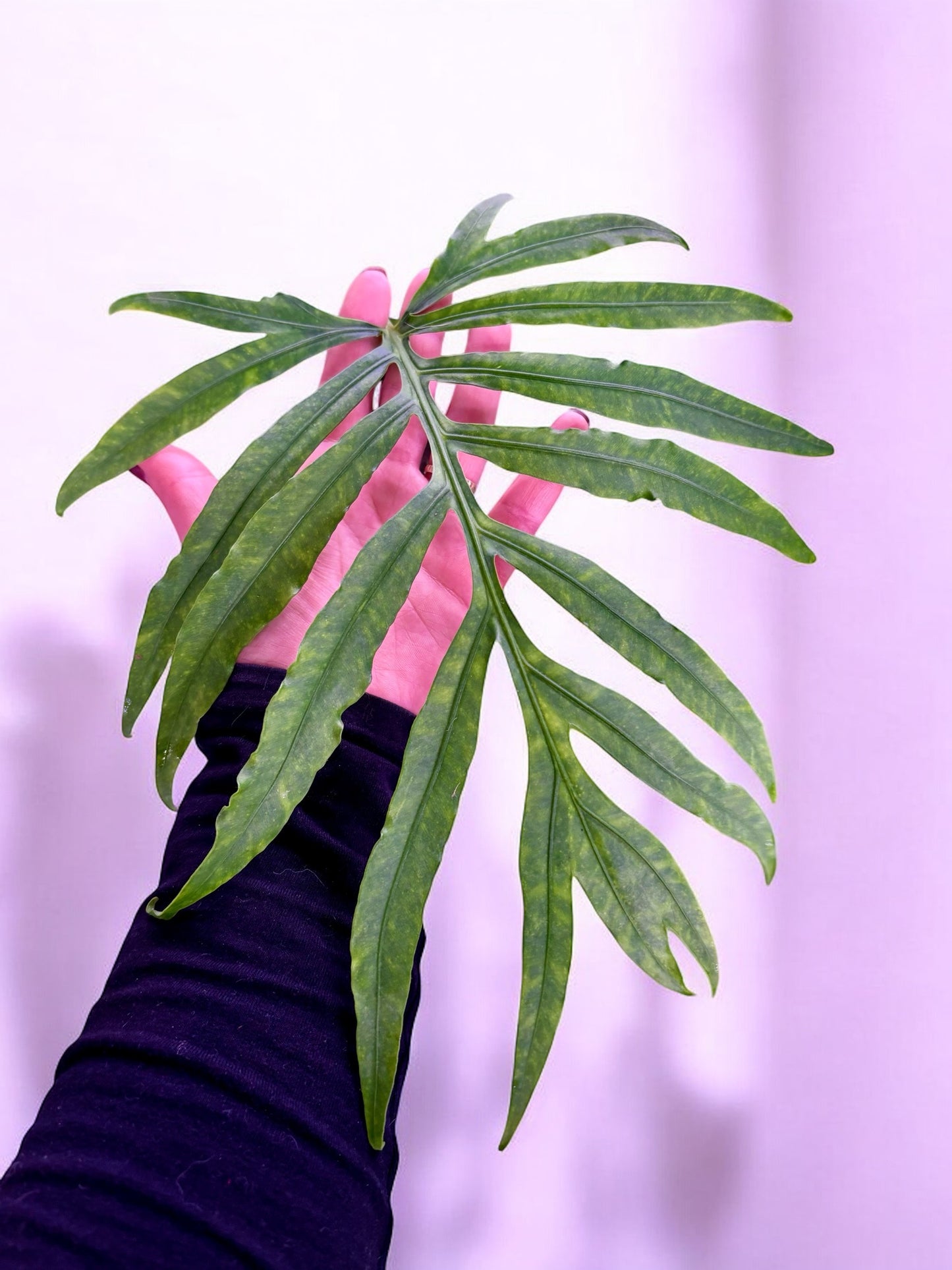 Alocasia Brancifolia Pink Passion