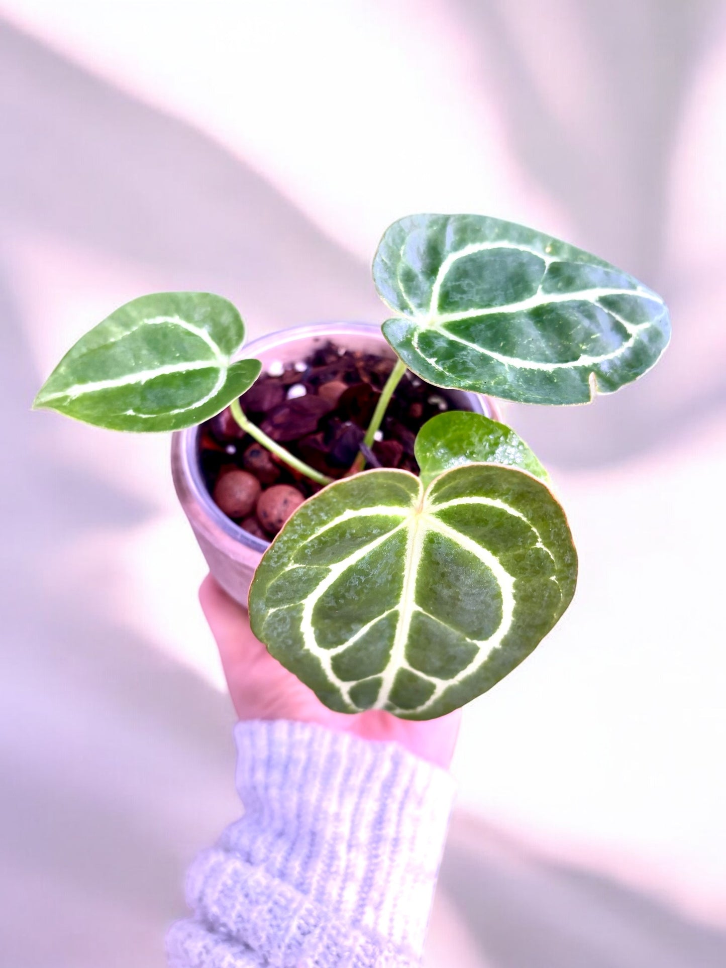 Anthurium Crystallinum