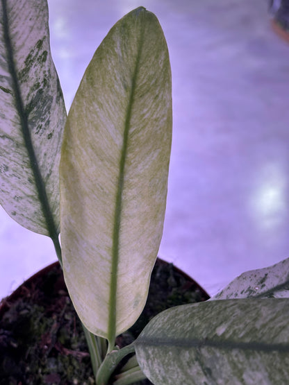 Epipremnum Giganteum Marble Variegata