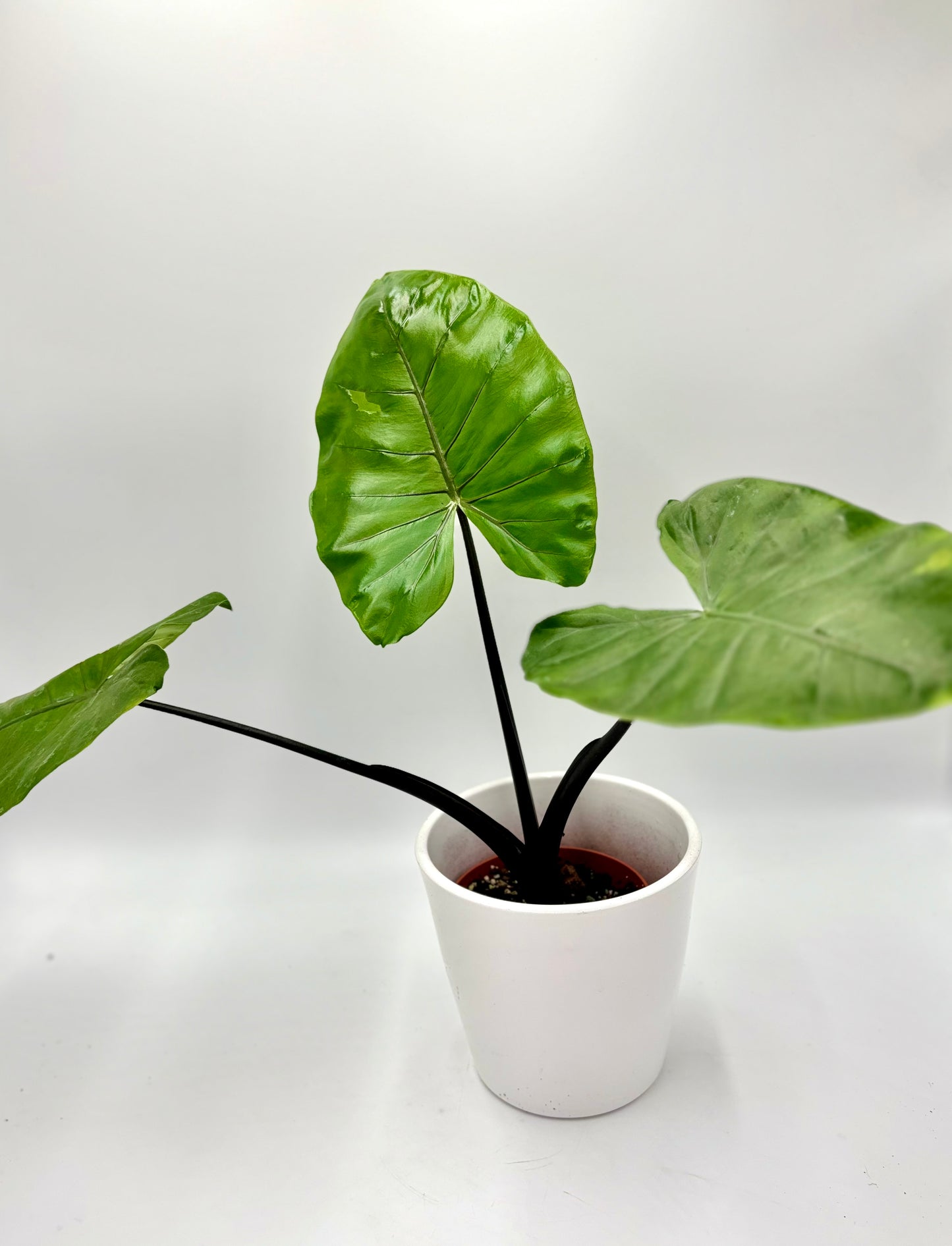 Alocasia Macrorrhiza ‘Black Stem’