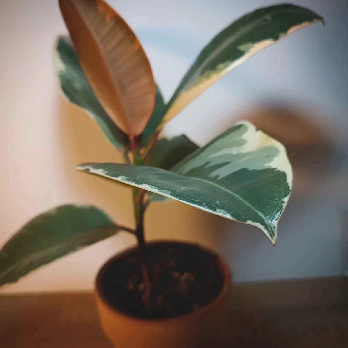 Ficus Elástica Tineke