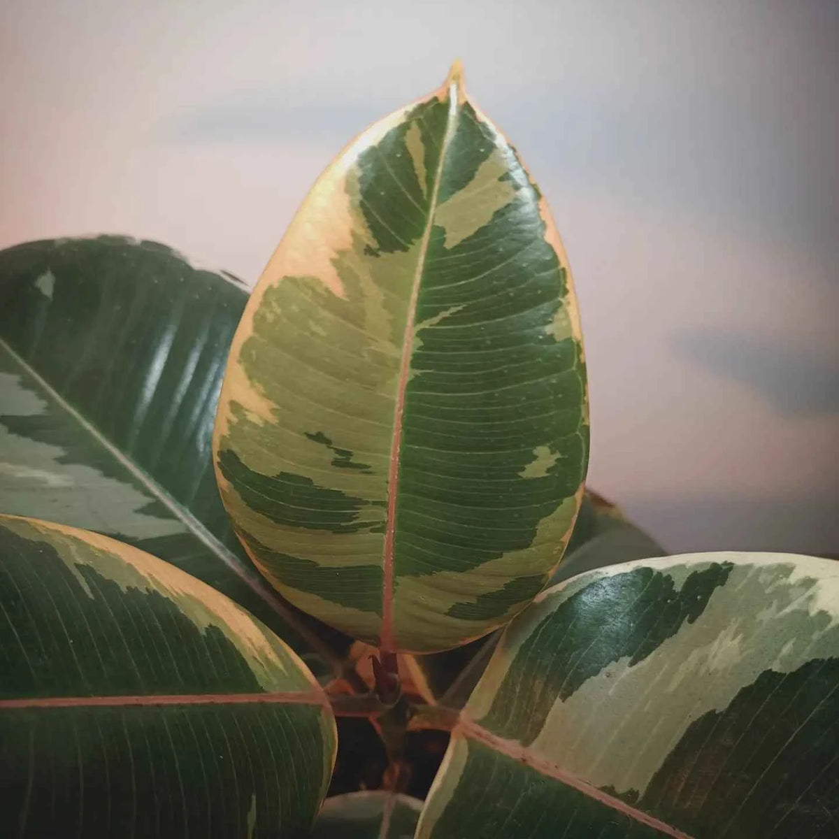 Ficus Elástica Tineke