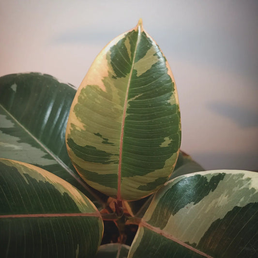 Ficus Elástica Tineke