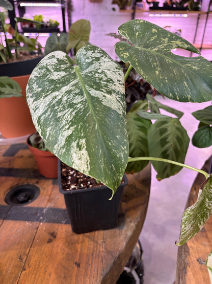 Monstera Deliciosa Mint