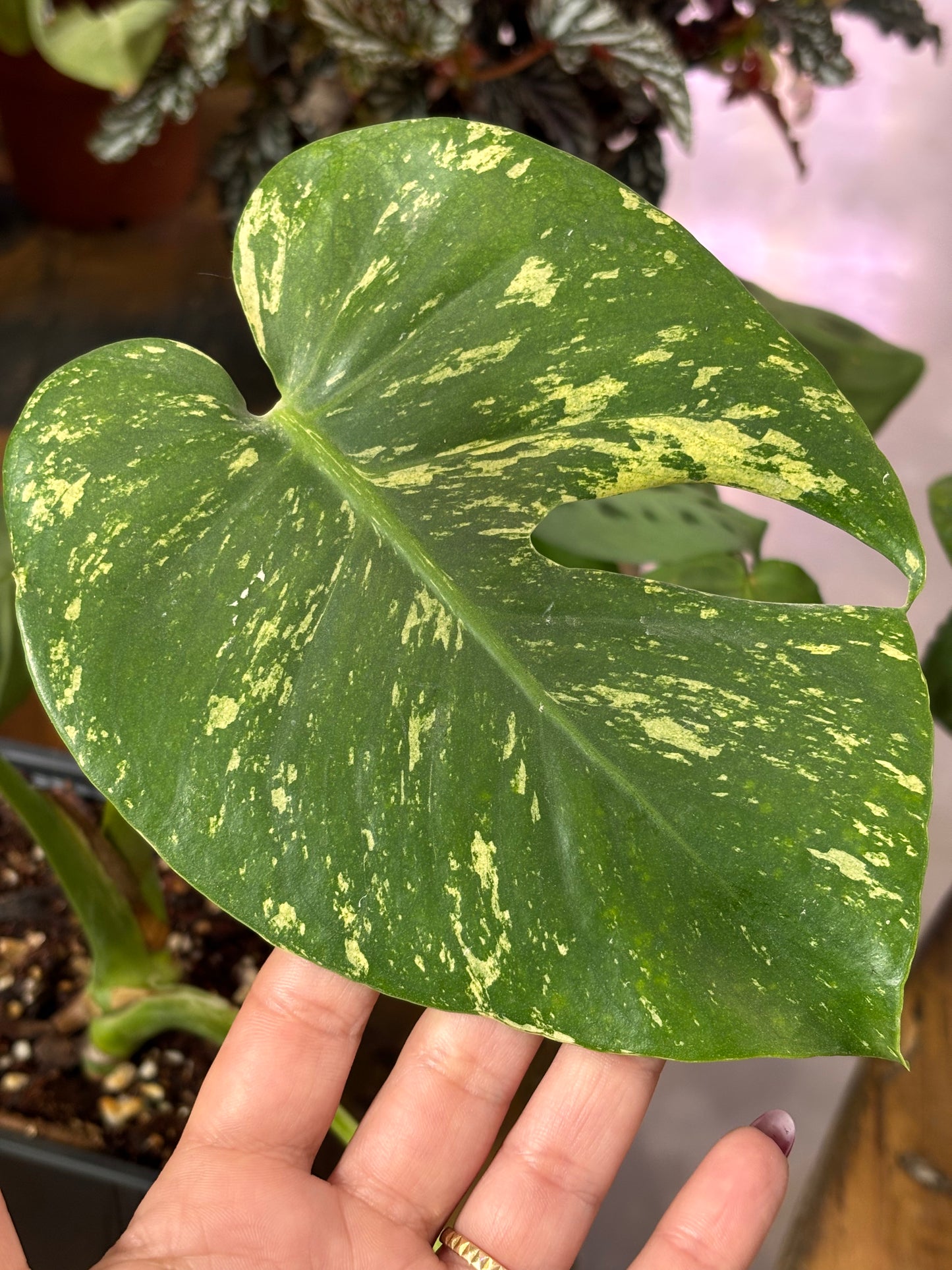 Monstera Deliciosa Mint
