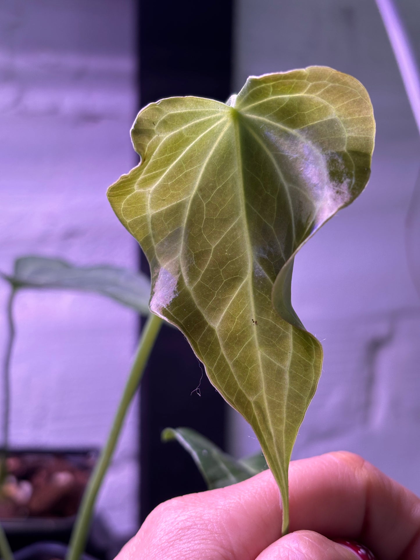 Anthurium Delta Force (Clarinervium x Pedatoradiatum)