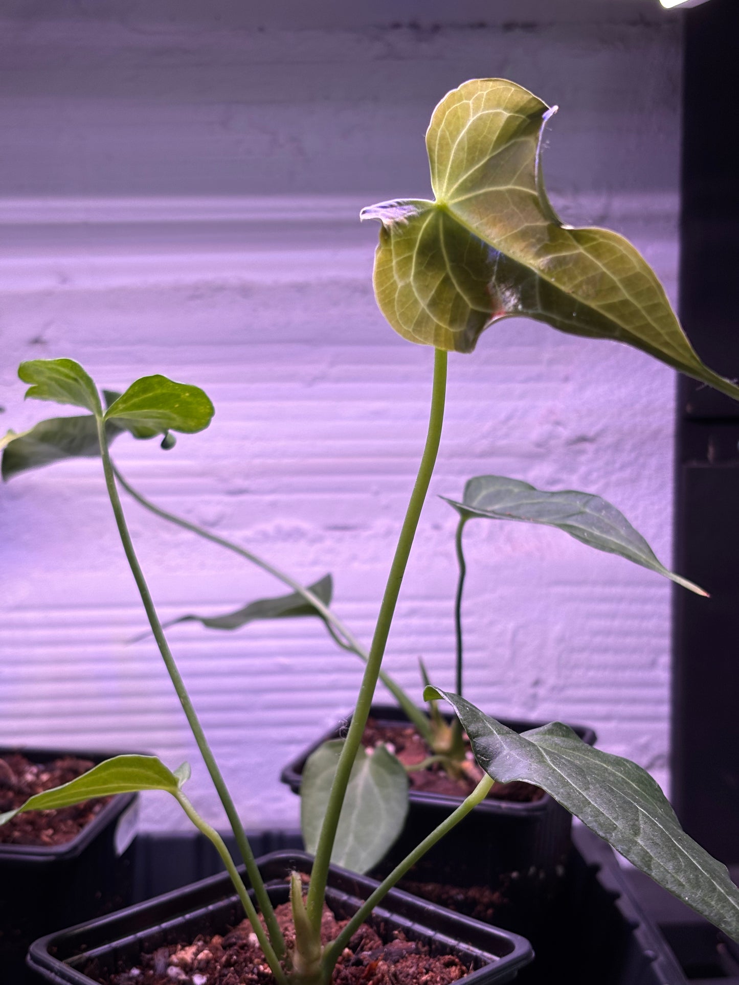 Anthurium Delta Force (Clarinervium x Pedatoradiatum)