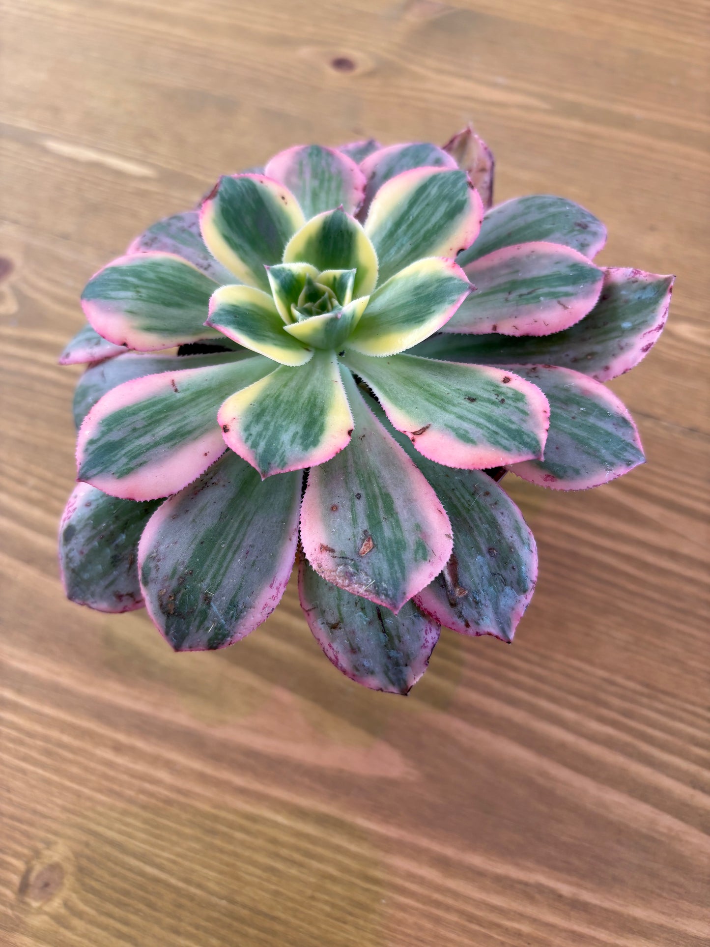 Aeonium Sunburt