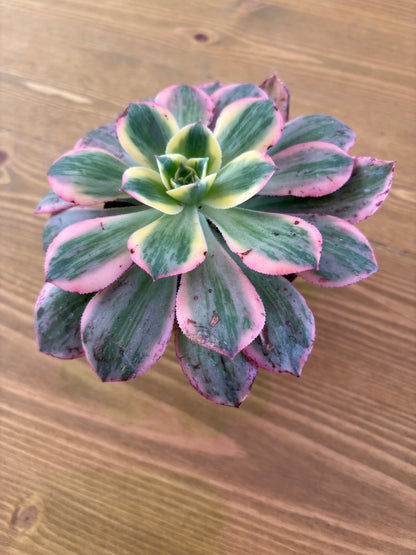 Aeonium Sunburt