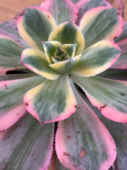 Aeonium Sunburt
