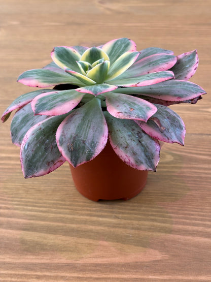 Aeonium Sunburt