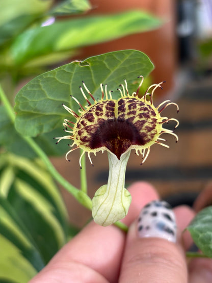 Aristolochia Frimbiata (Flor de Patito)