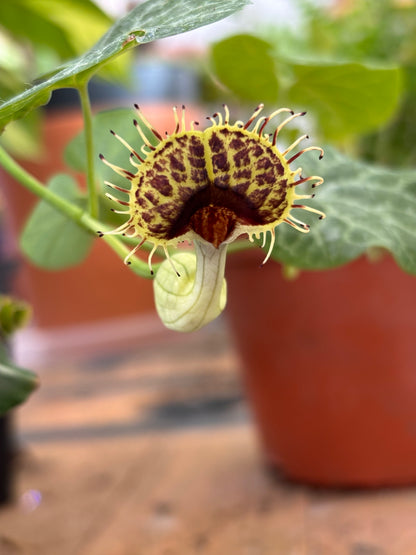 Aristolochia Frimbiata (Flor de Patito)