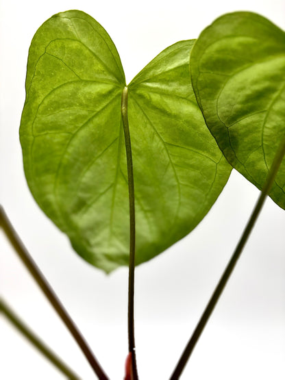 Anthurium Silver Blush