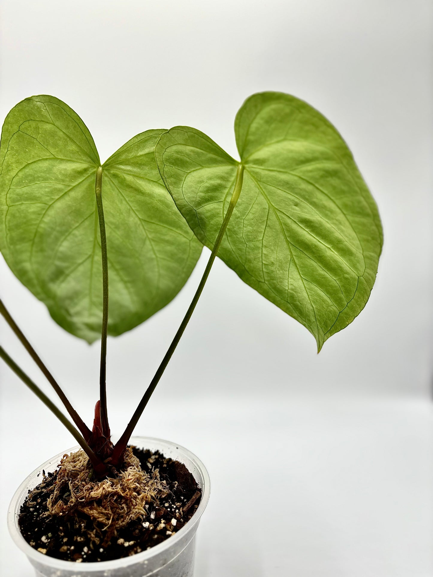 Anthurium Silver Blush