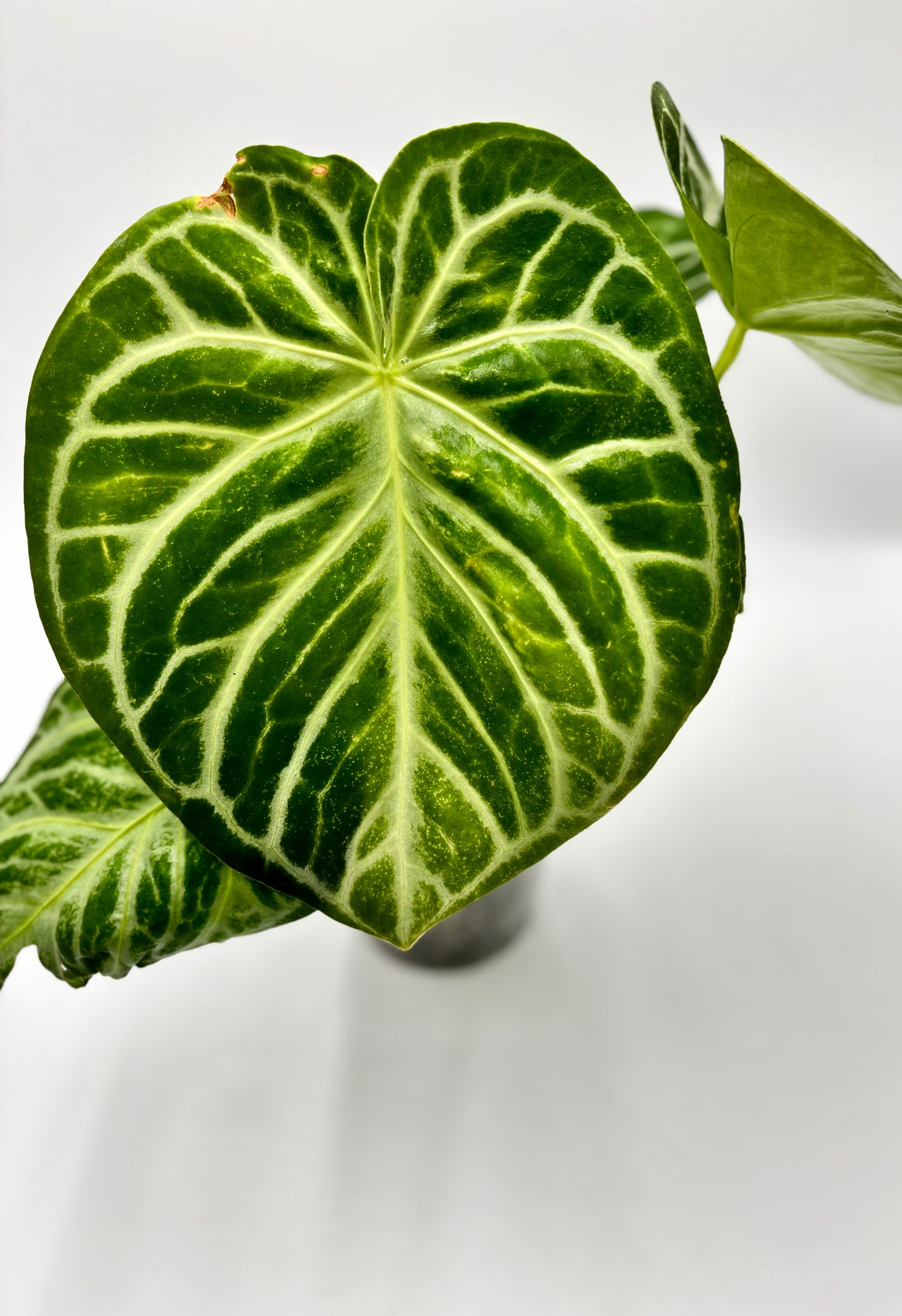 Anthurium Silver Blush