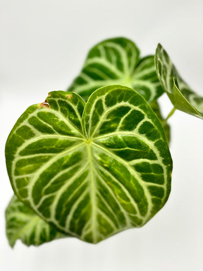 Anthurium Silver Blush