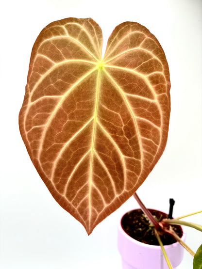 Anthurium Magnificum x Magnificum