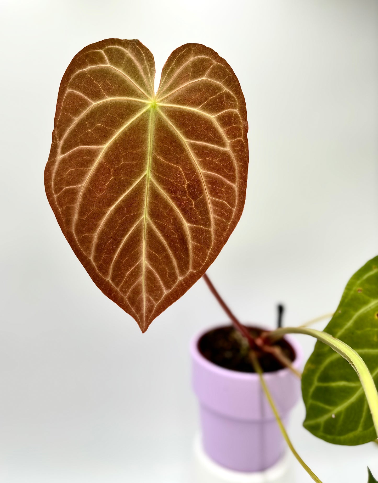 Anthurium Magnificum x Magnificum