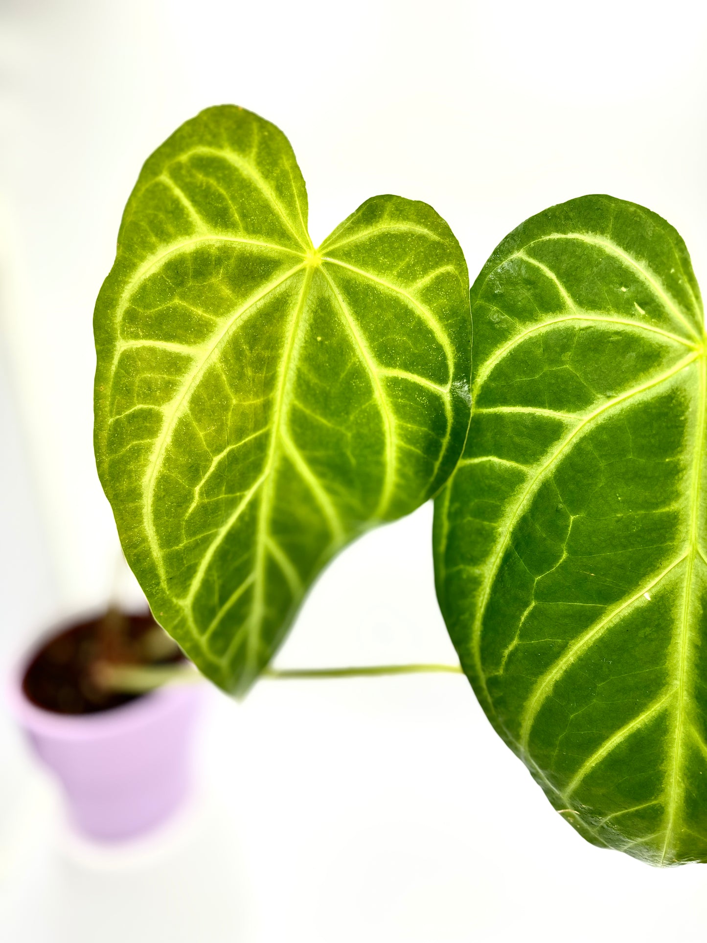 Anthurium Magnificum x Magnificum