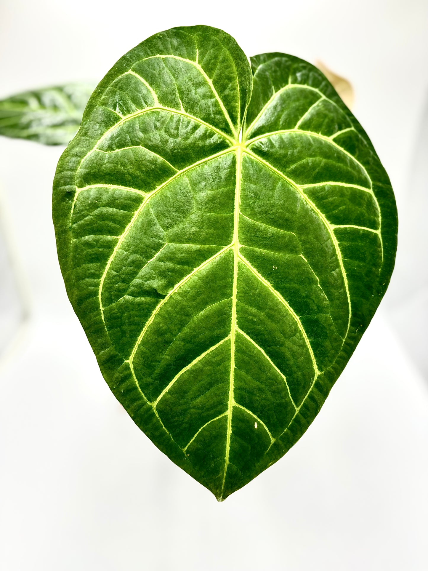 Anthurium Regale x Magnificum