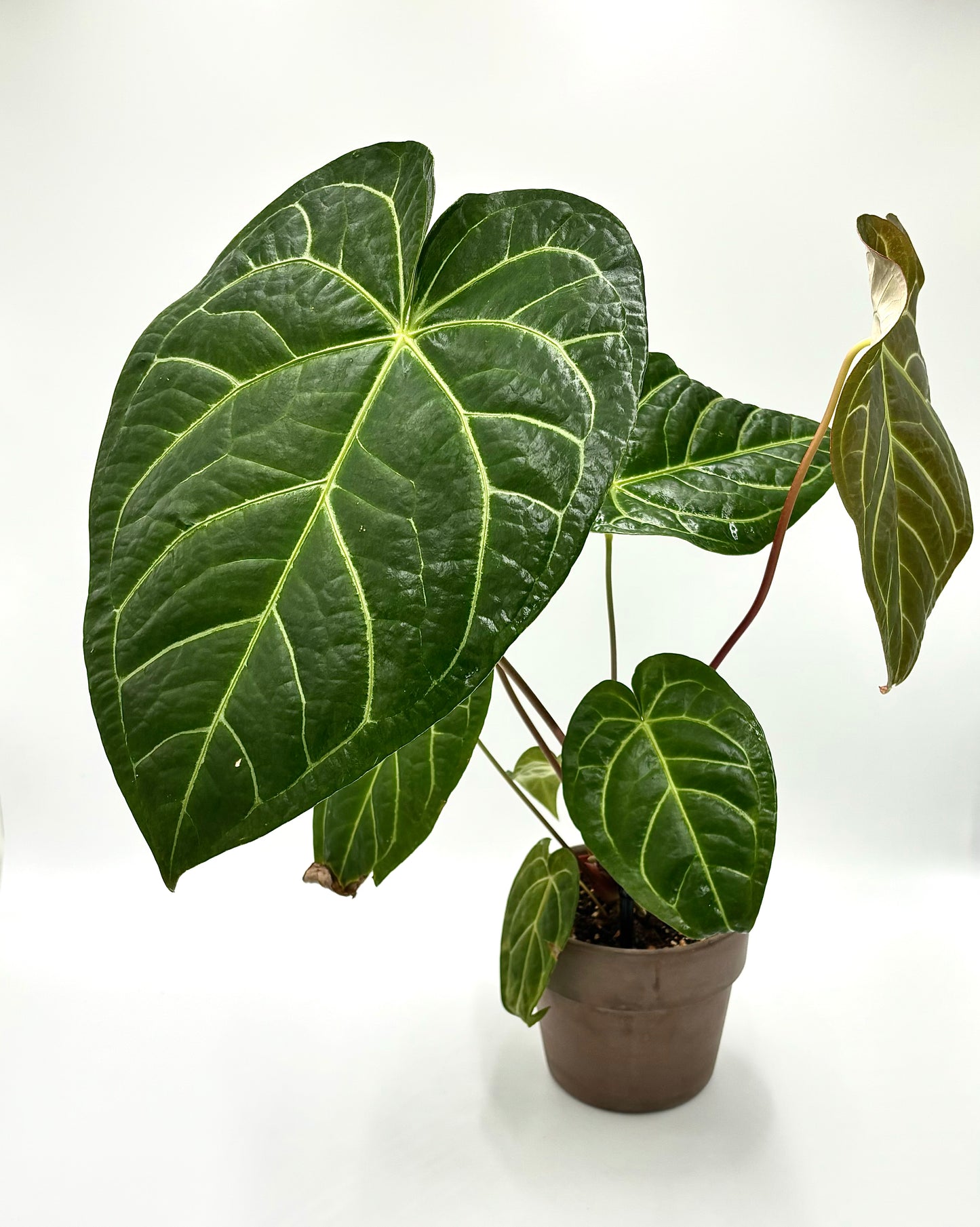 Anthurium Regale x Magnificum