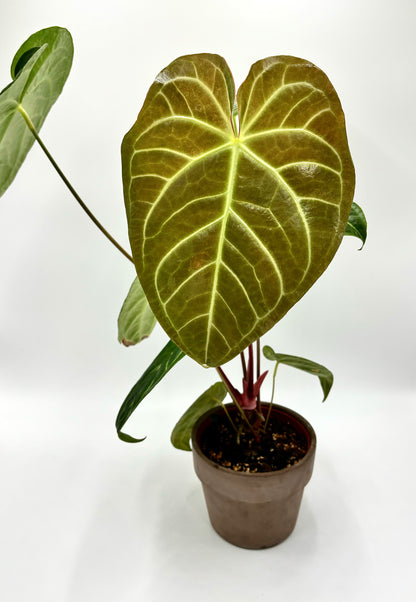 Anthurium Regale x Magnificum