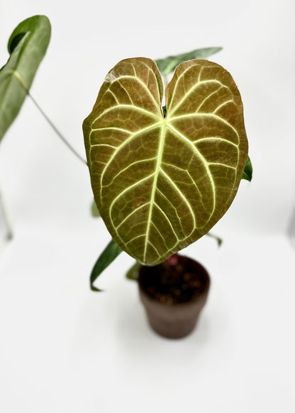 Anthurium Regale x Magnificum