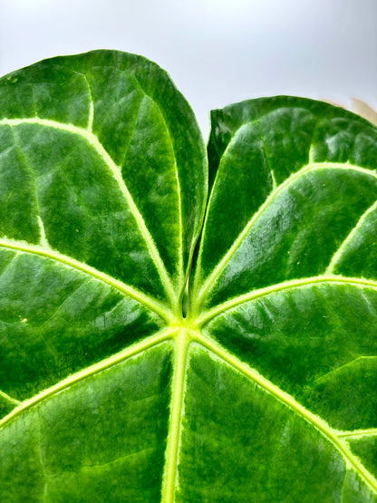 Anthurium Regale x Magnificum