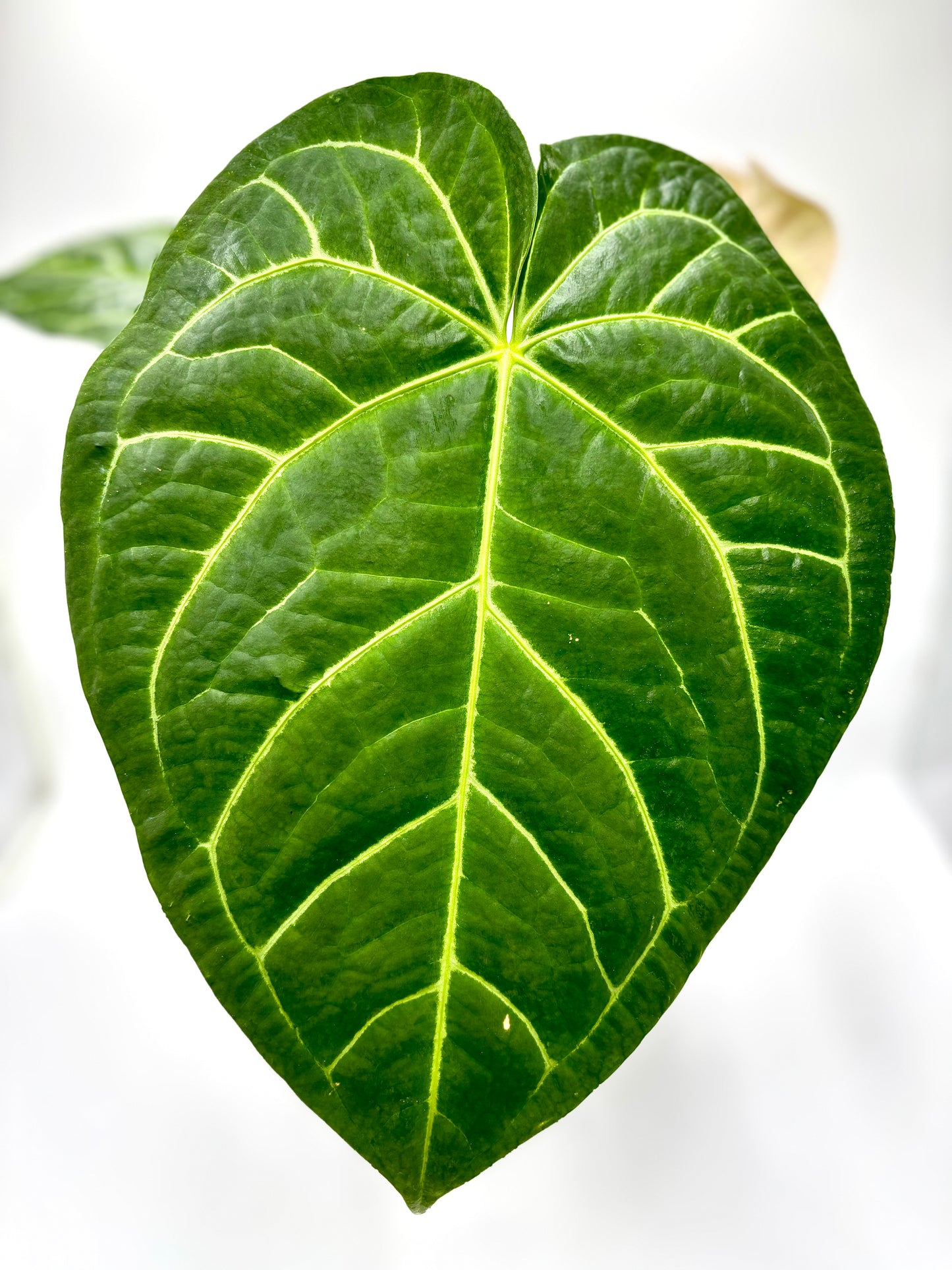 Anthurium Regale x Magnificum