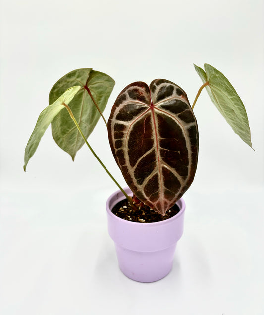 Anthurium DocBlock Crystallinum '8' x Michelle '11'