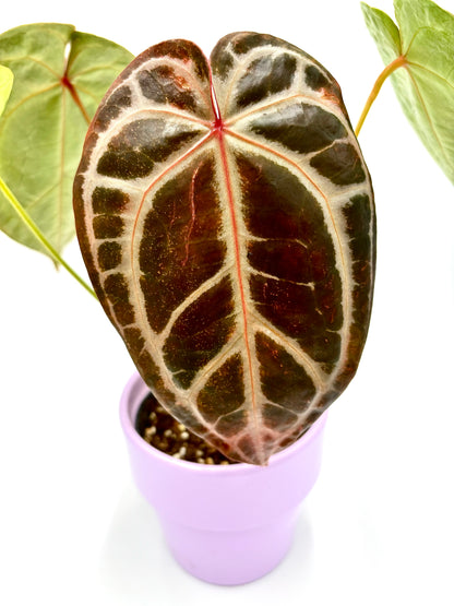 Anthurium DocBlock Crystallinum '8' x Michelle '11'