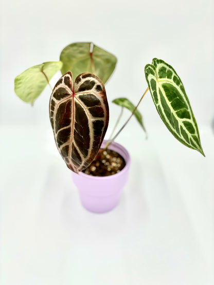 Anthurium DocBlock Crystallinum '8' x Michelle '11'