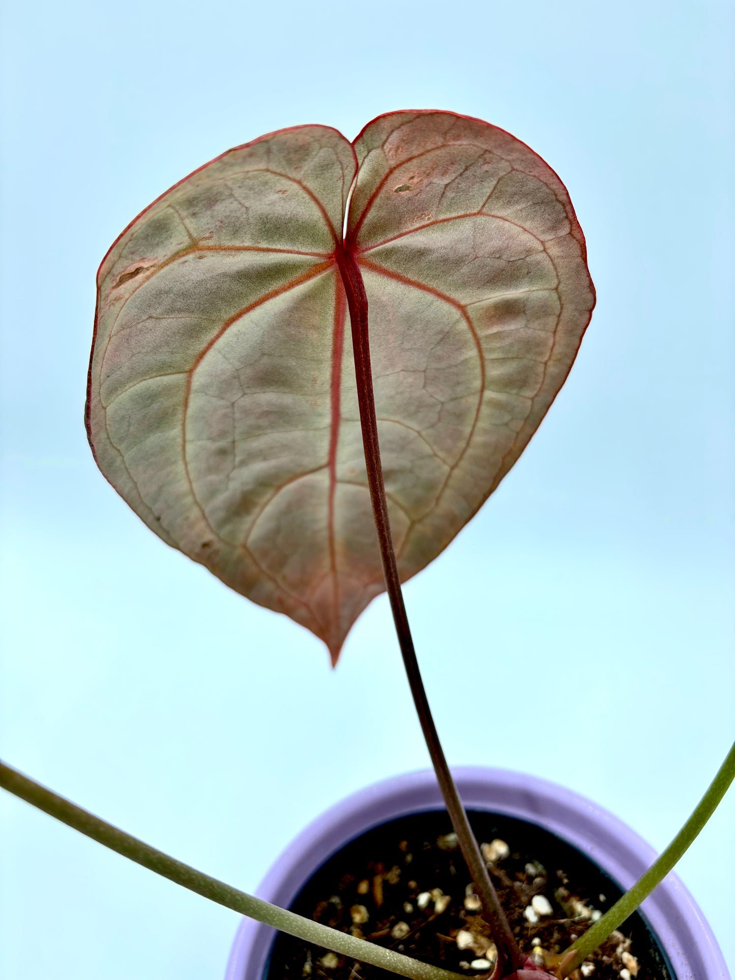 Anthurium DocBlock Crystallinum '8' x Michelle '11'