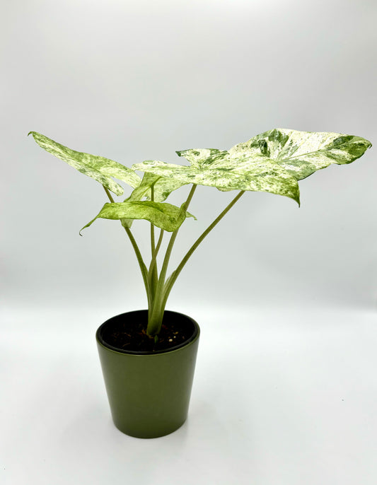 Alocasia Odora Variegata Batik