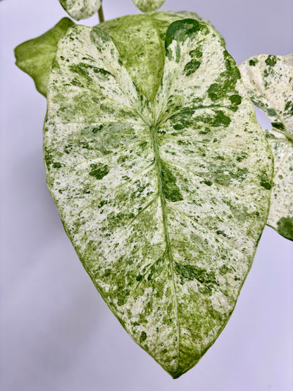 Alocasia Odora Variegata Batik