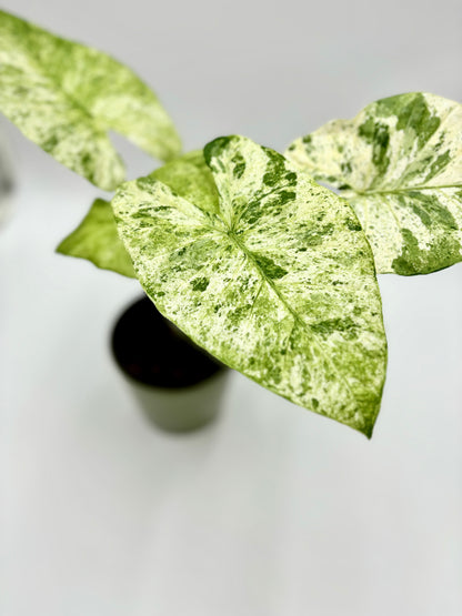 Alocasia Odora Variegata Batik