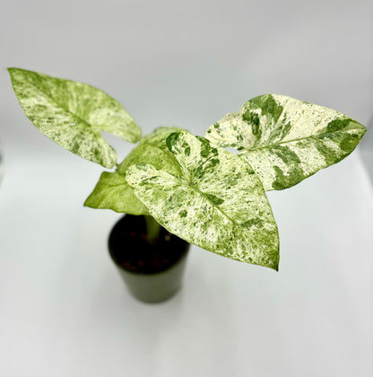 Alocasia Odora Variegata Batik