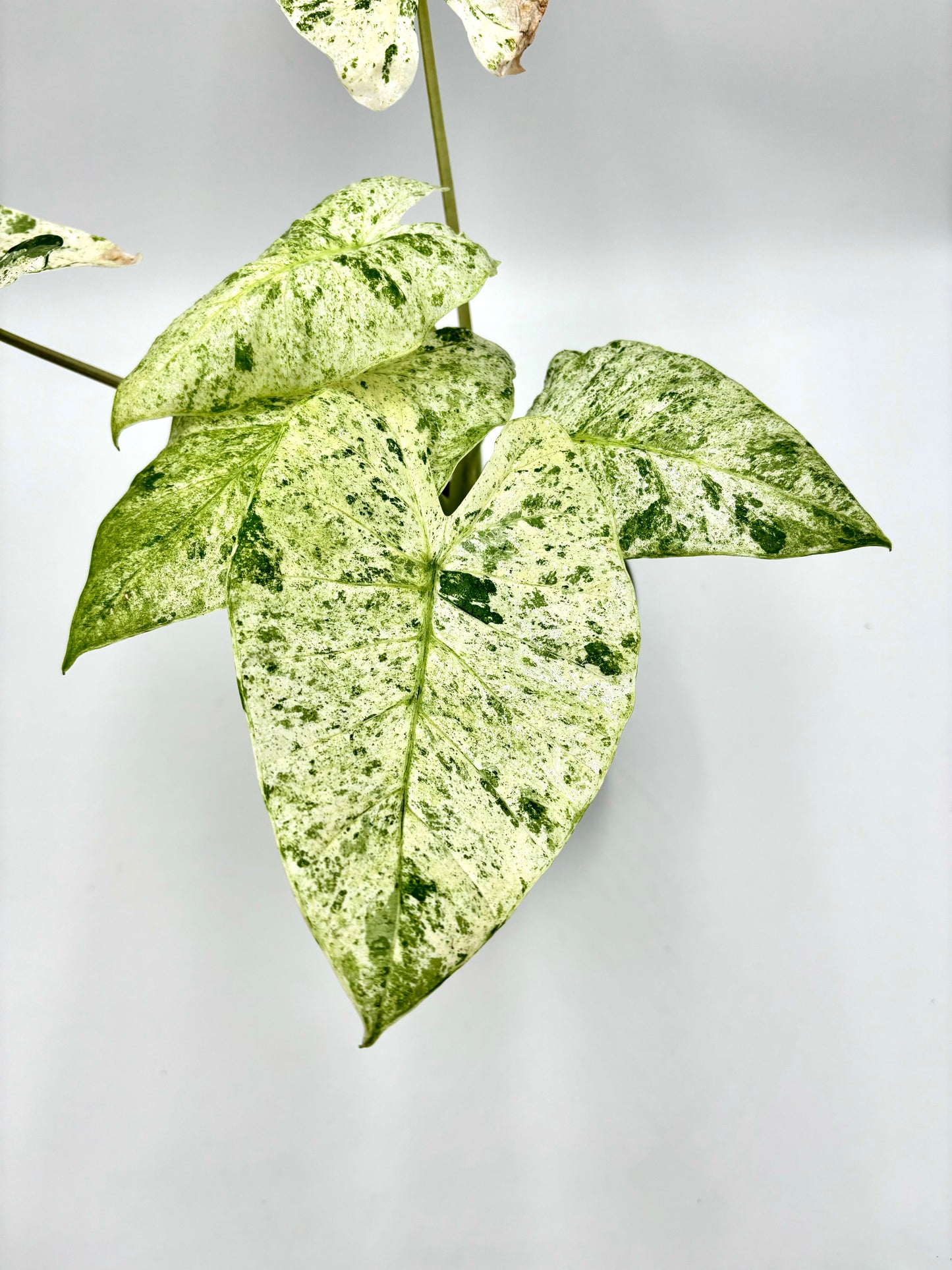 Alocasia Odora Variegata Batik