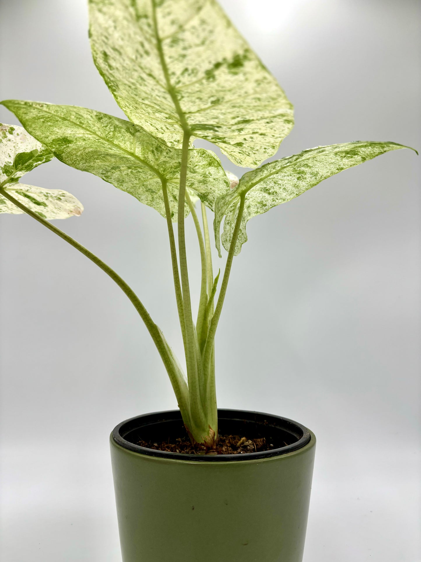 Alocasia Odora Variegata Batik