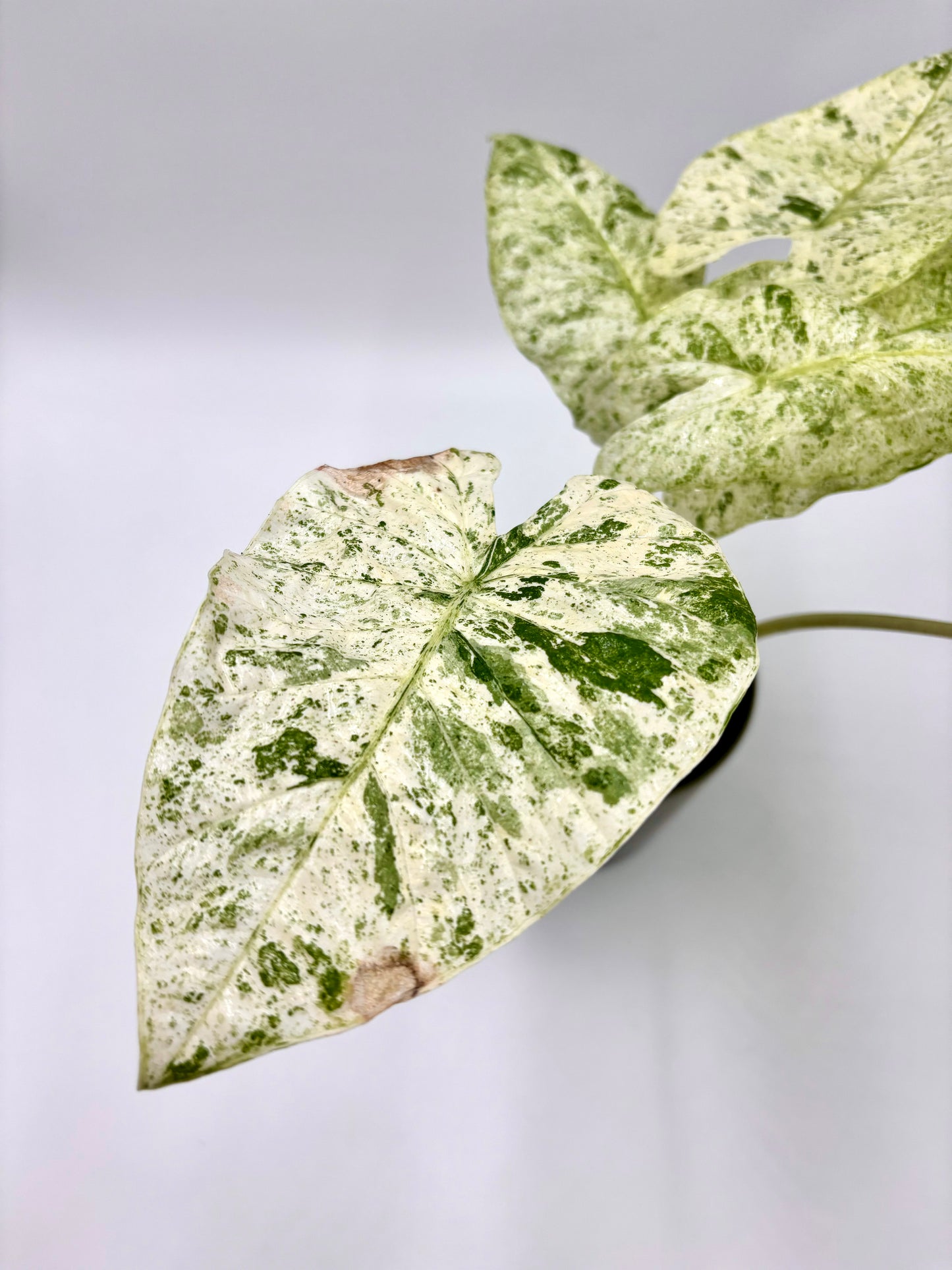 Alocasia Odora Variegata Batik