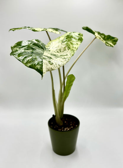 Alocasia Macrorrhiza Splash