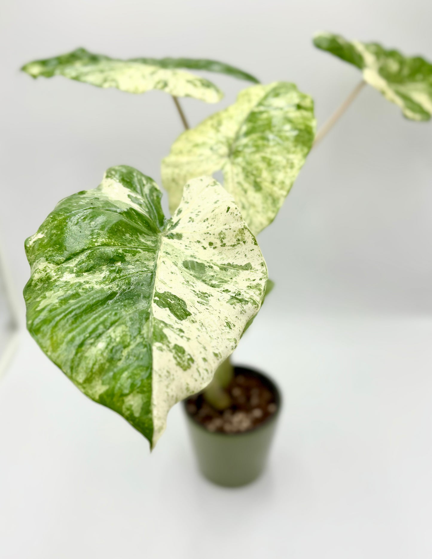 Alocasia Macrorrhiza Splash