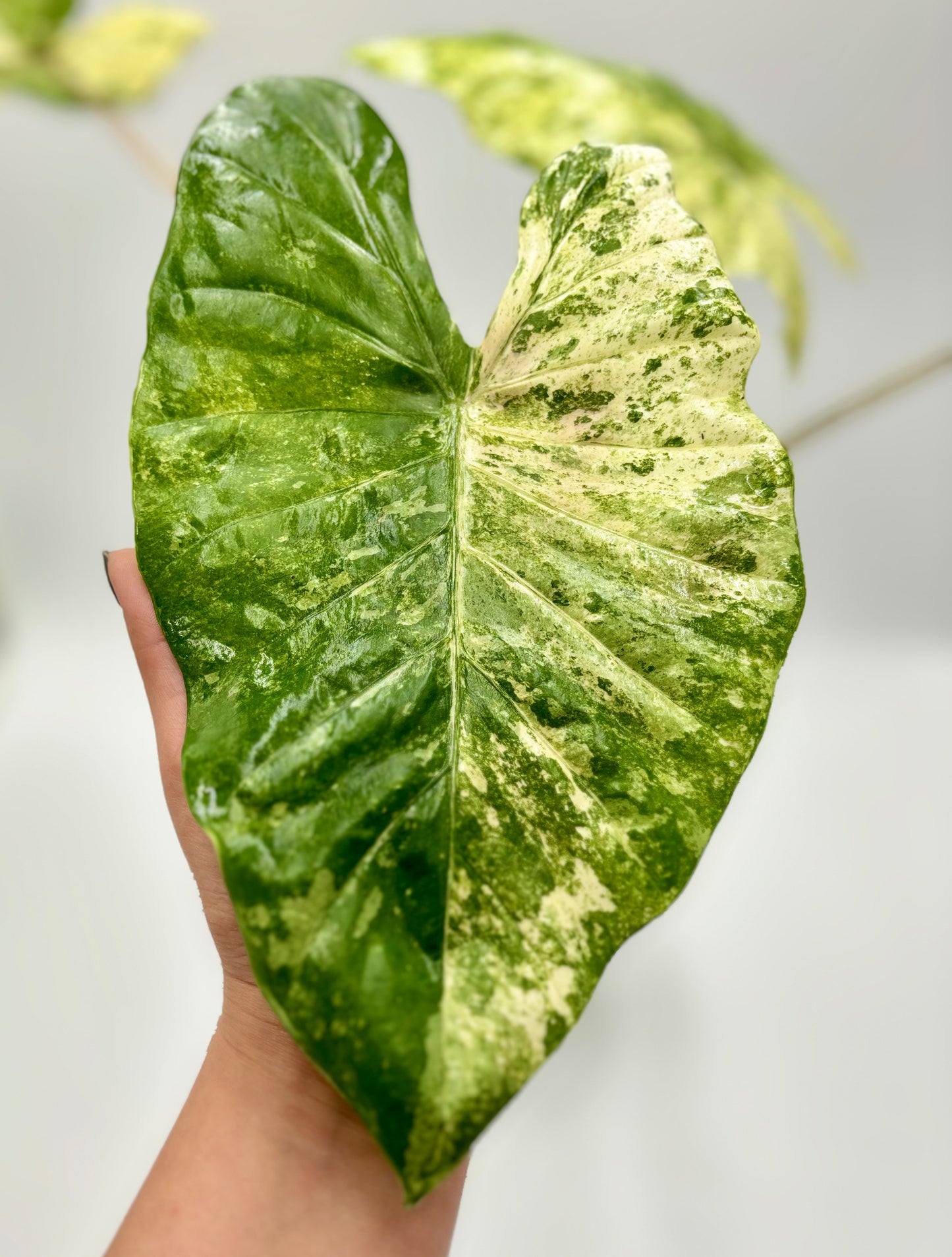 Alocasia Macrorrhiza Splash