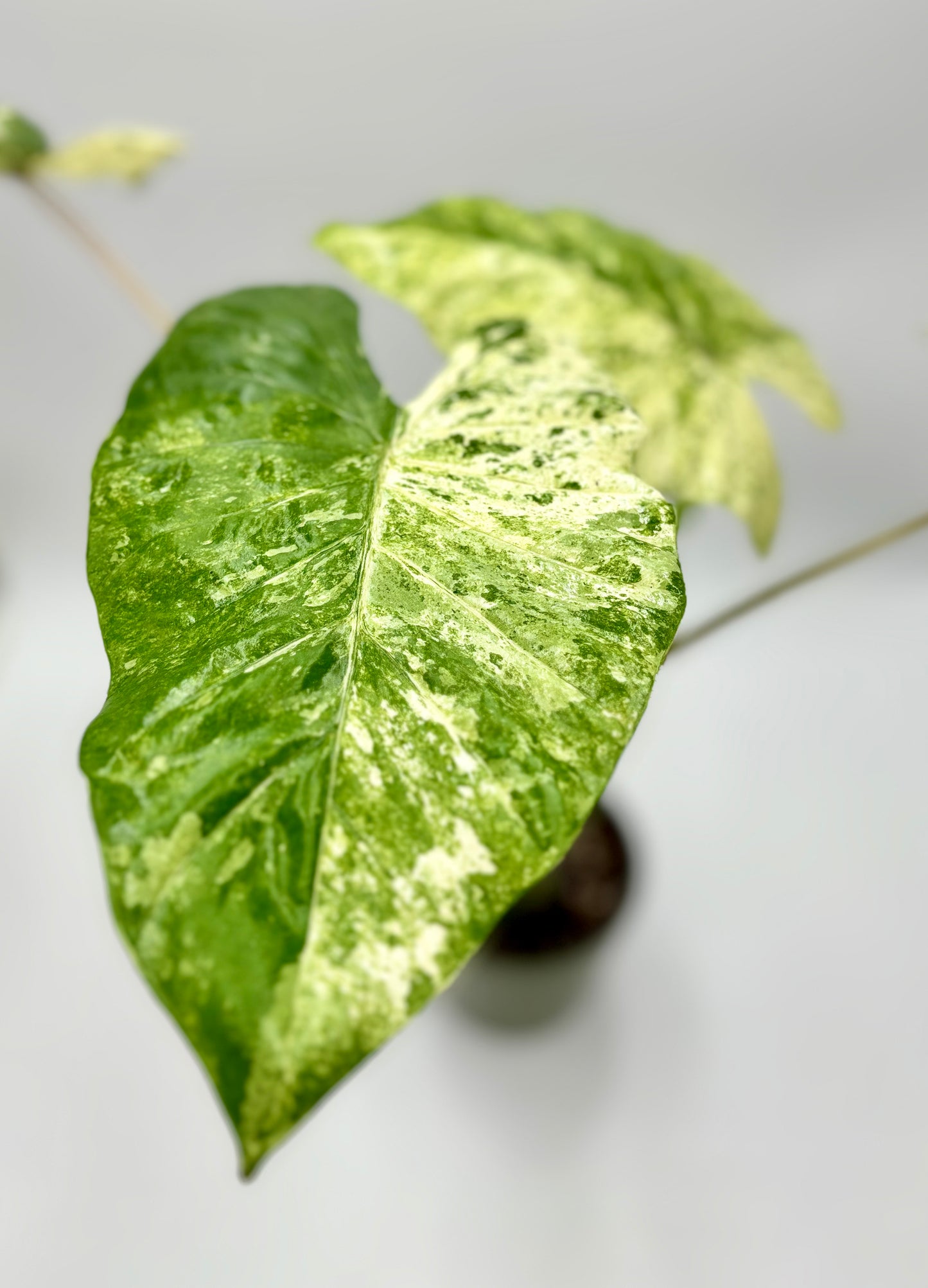 Alocasia Macrorrhiza Splash