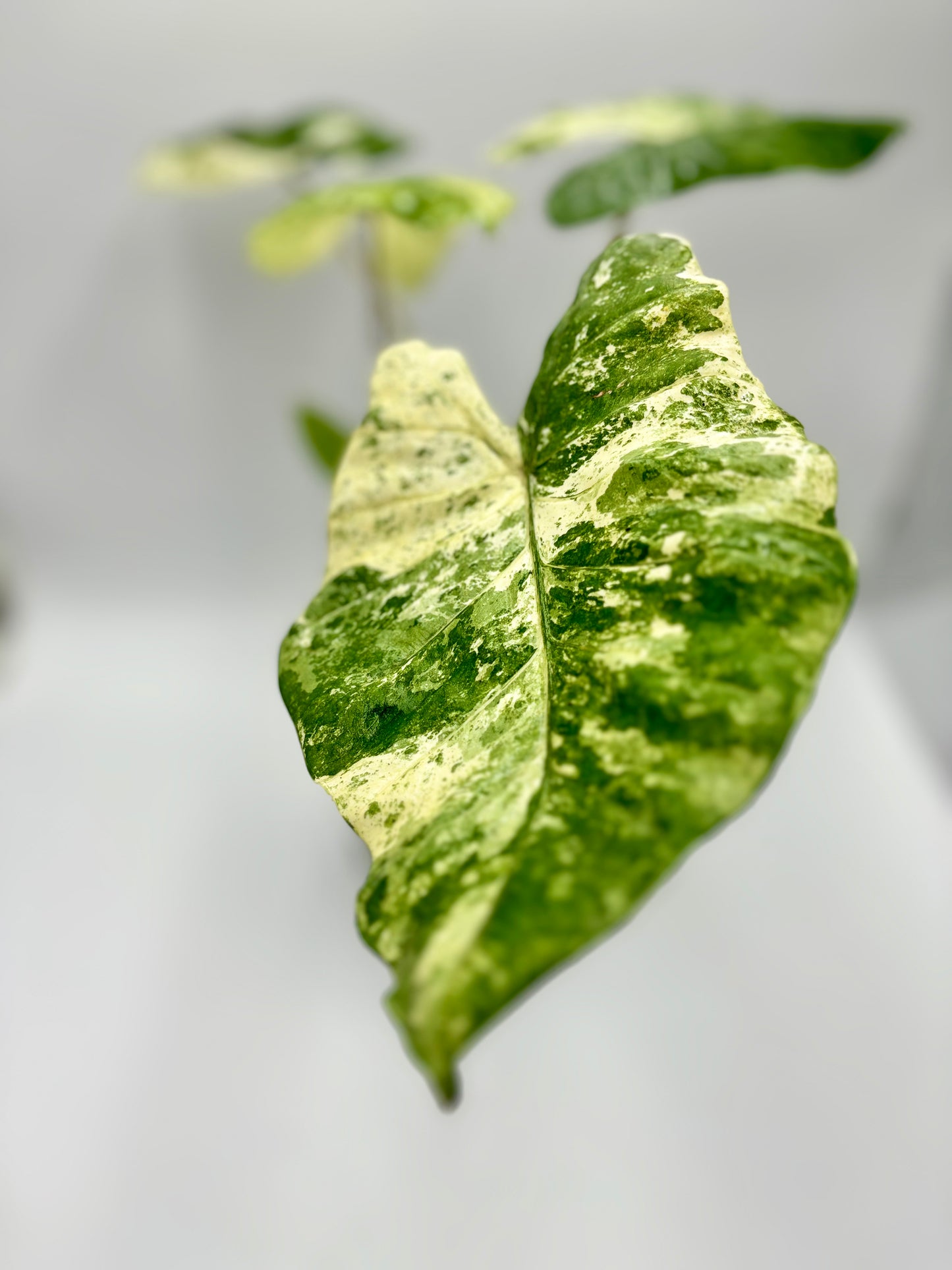 Alocasia Macrorrhiza Splash