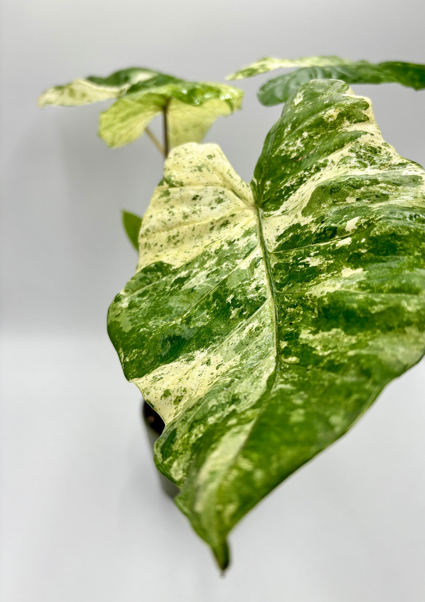 Alocasia Macrorrhiza Splash