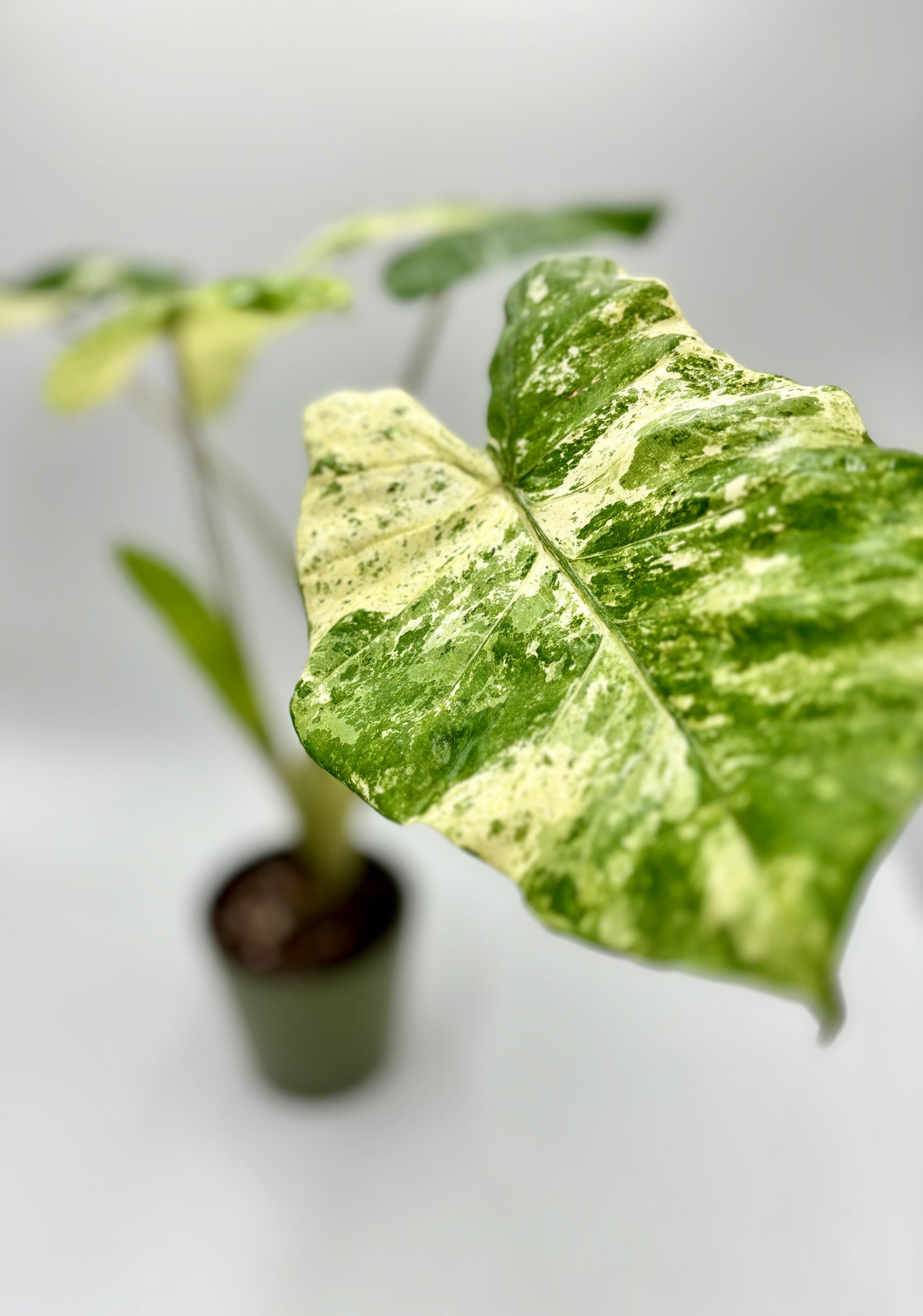 Alocasia Macrorrhiza Splash