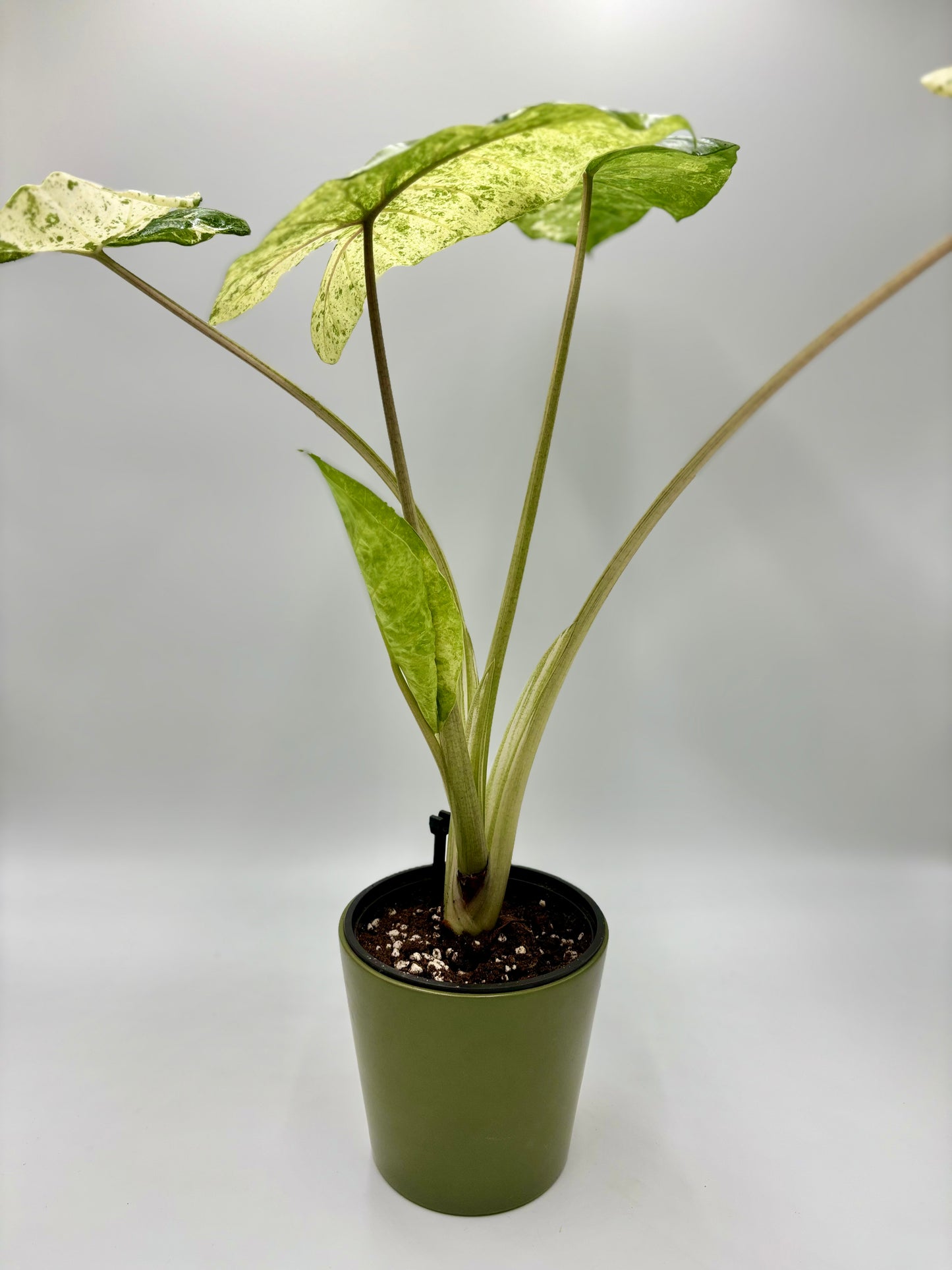 Alocasia Macrorrhiza Splash