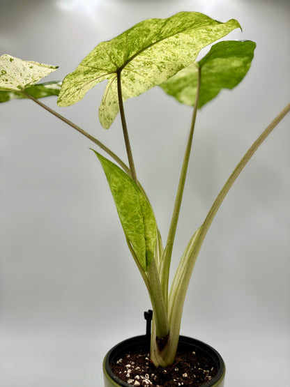 Alocasia Macrorrhiza Splash